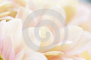 Unusual Beautiful tender white and pink flowers background