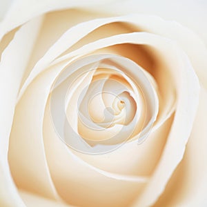 Unusual Beautiful tender white rose background