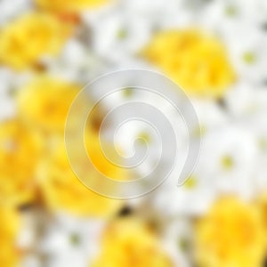 Unusual Beautiful tender white and yellow flowers blurred background