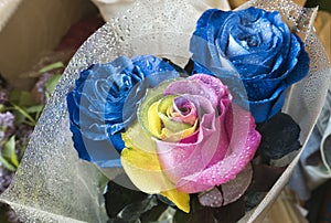 Unusual bouquet of blooming blue roses and a yellow rose with pink, multicolor