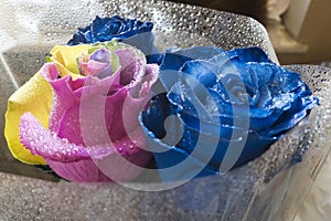 Unusual bouquet of blooming blue roses and a yellow rose with pink, multicolor