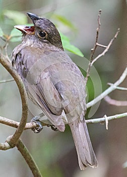 Tooth Billed Bowerbird in Australia photo