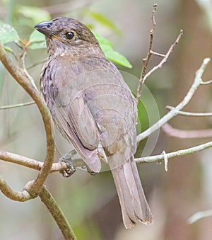 Tooth Billed Bowerbird in Australia photo