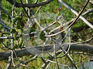 Unusual branch in the spring