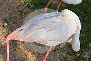 Unusual bright bird pink flamingo walking on the grass and cleaning feathers in the zoo