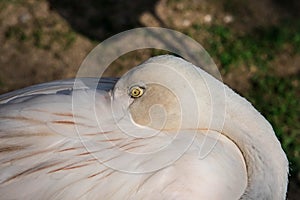 Unusual bright bird pink flamingo walking on the grass and cleaning feathers in the zoo