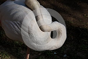 Unusual bright bird pink flamingo walking on the grass and cleaning feathers in the zoo