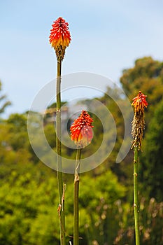 Unusual bright flower - three pineal buds on long stems