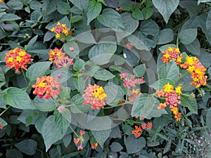 An unusual camera click of lantana shrubs with green leaves, yellowish orange colored flowers