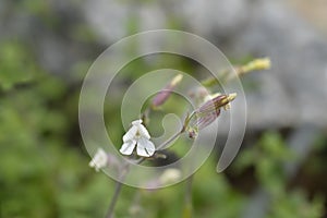 Unusual campion