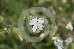 Unusual campion