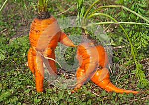 Unusual carrots 7