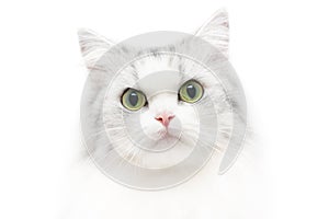 Unusual cat portrait, white background, serious look