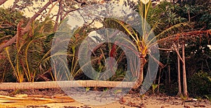 Unusual coconut tree on the beach in the sunset