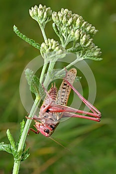 Unusual coloration. photo