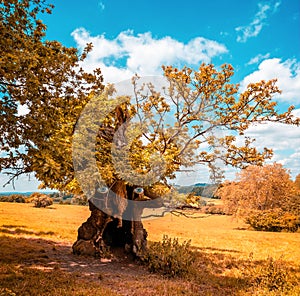 Unusual composite image of gnarled  tree with eyes - looking Ent like