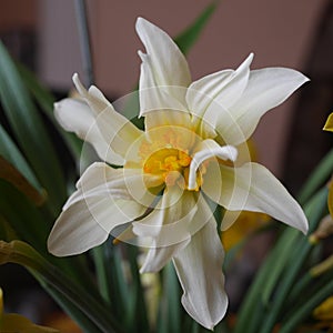 Unusual daffodil in cream and yellow star 6 curl detail petal flower indoor photo