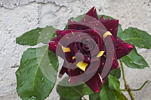 Unusual Dark Burgundy and Yellow Bicolor Rose