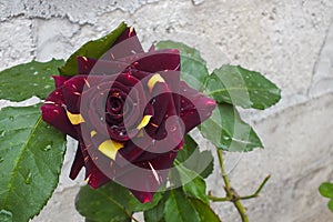 Unusual Deep Burgundy and Bright Yellow Bicolor Rose