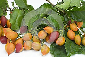 Unusual edible fruit Bunchosia argentea called caferana in Brazil in white background photo