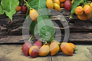 Unusual edible fruit Bunchosia argentea called caferana in Brazil in wood background photo