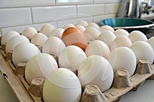 Unusual Egg Among Ordinary Eggs