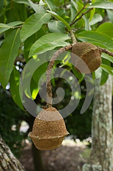 Unusual exotic Monkey pot tree