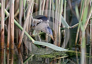 male little bittern