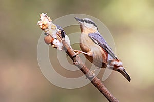 Unusual extra close up portrait of eurasian nuthatch on feeder.