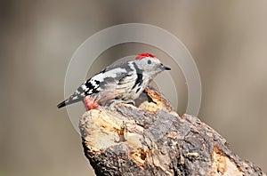 Unusual extra close up portrait of middle spotted woodpecker on feeder.