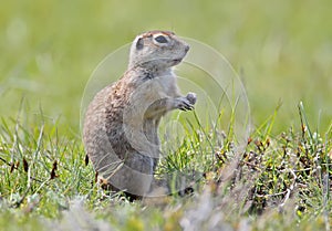 Unusual extra close up portrait of speckled ground squirrel