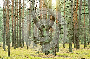Unusual fairytale forest with bizarrely shaped trees