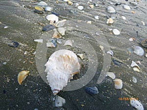 Unusual find undamaged sea shells on the sea shore photo
