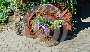 An unusual flower bed in retro style on a wicker basket