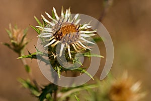 Unusual flower of Carline thistle, Carlina vulgaris