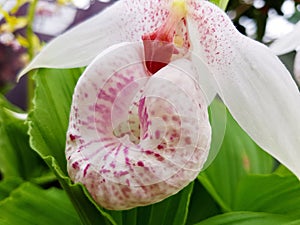 Unusual flower close up .