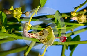 Unusual flower of a succulent plant with succulent leaves (Ceropegia sp