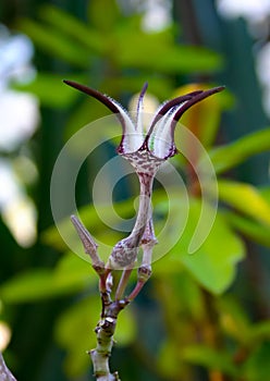 Unusual flower of a succulent plant with succulent leaves (Ceropegia sp