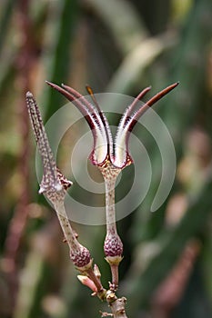 Unusual flower of a succulent plant with succulent leaves (Ceropegia sp