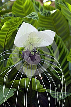 Unusual flower of  a tacca integrifolia or white batflower