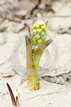 Unusual flower Zsolt beautiful shade