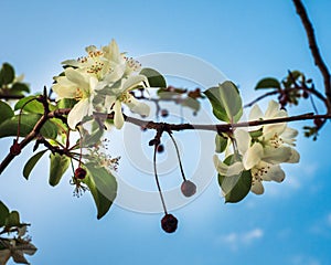 Unusual flowering of Apple trees in the fall. Branch with berries and flowers against the blue sky.