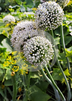 Unusual flowering of ordinary onions in the garden