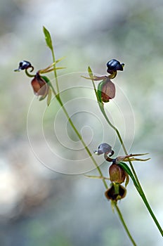 Unusual flowers of the Australian native Large Duck Orchid, Caleana major, family Orchidaceae