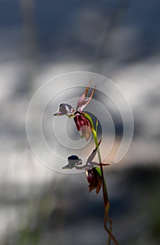 Unusual flowers of the Australian native Large Duck Orchid, Caleana major, family Orchidaceae