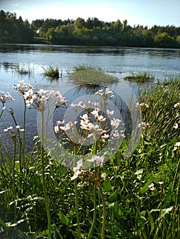 Unusual flowers on the banks of the river
