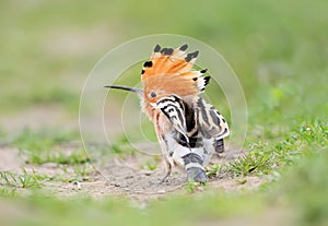 An unusual frame hoopoe with an open crown sits on the grass and shrugs.