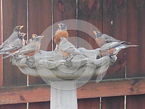 Unusual Gathering of male American Robins