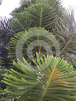 An unusual and glamorous close up of Conifer Tree in the garden