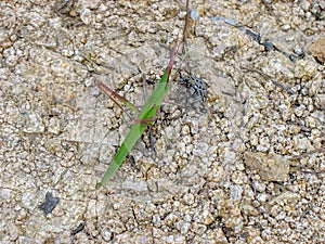 An unusual grasshopper at Zhuang Yuan